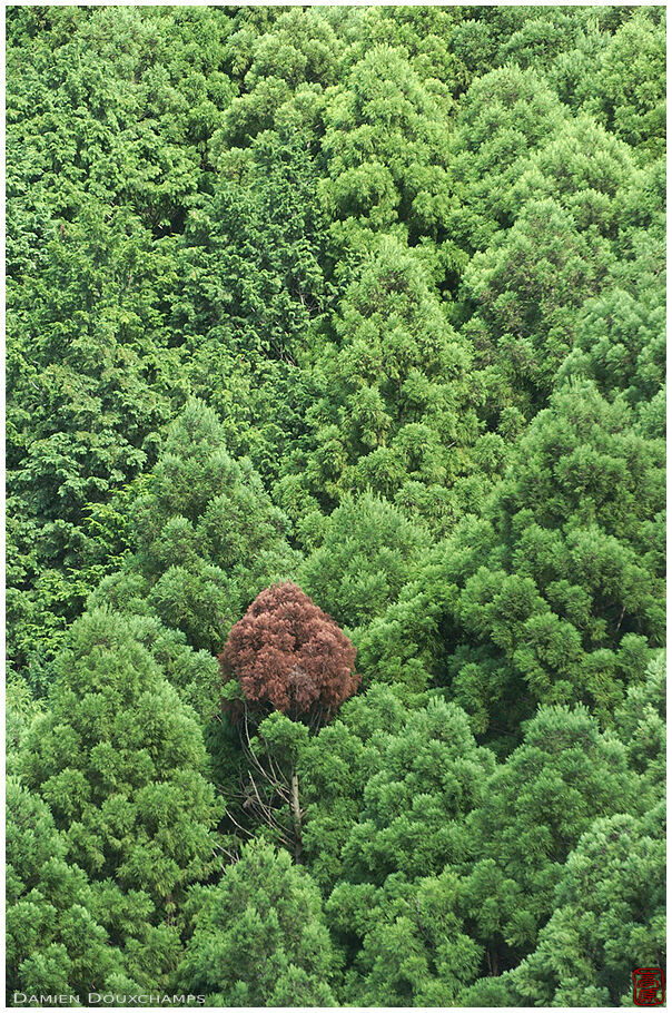 Lone dead tree among its surviving peers