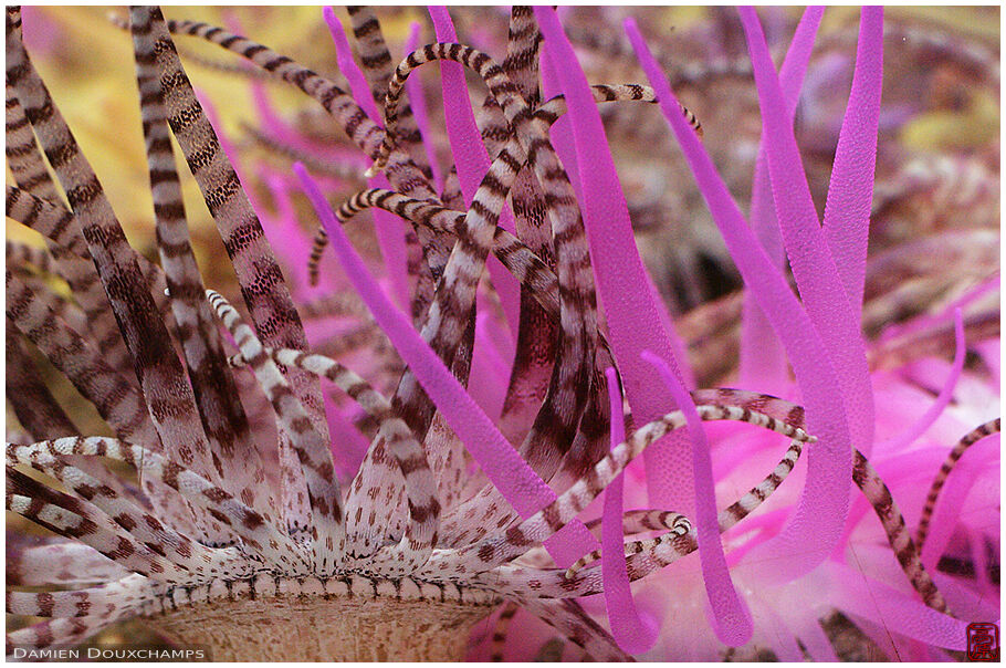 Anemone ballet