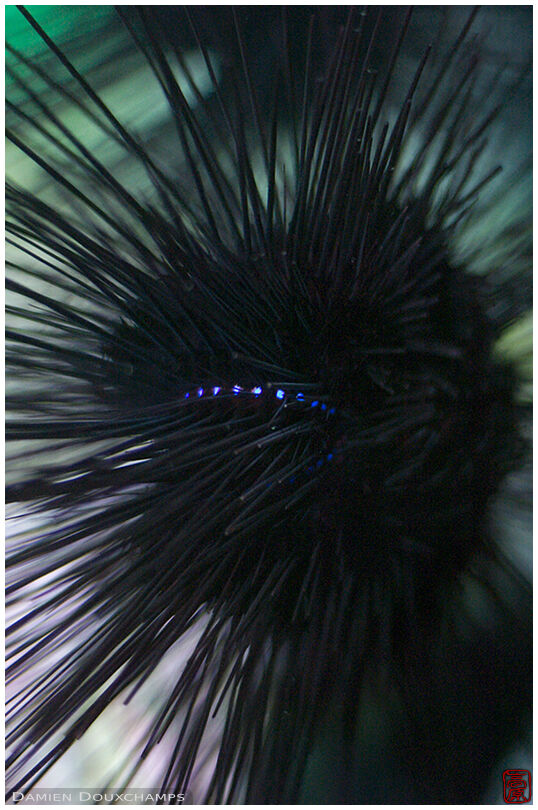 Poisonous sea urchin