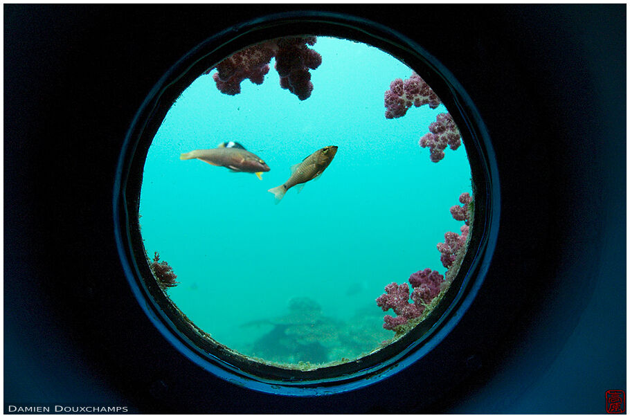 Through a porthole