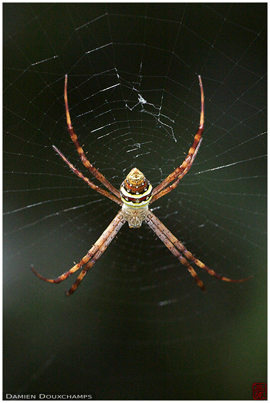 Spider with paired legs