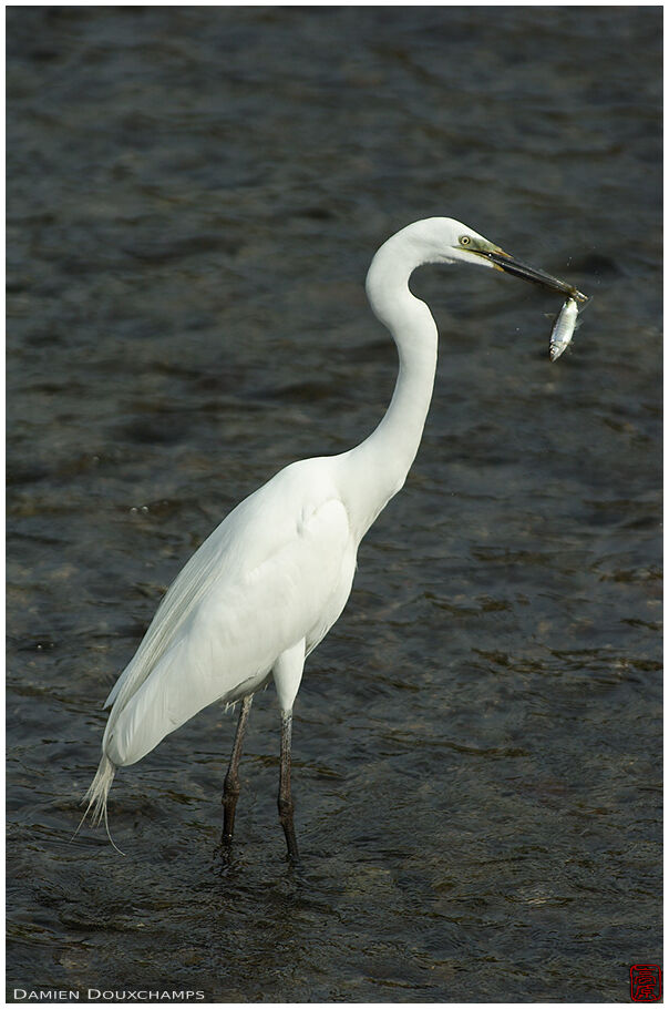 Happy heron