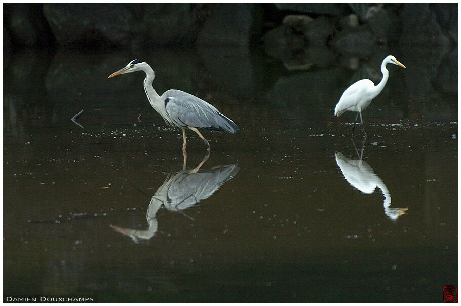 Herons guarding the pond