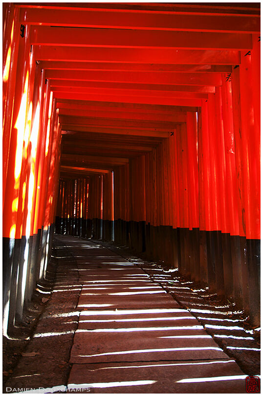 Sunlight filtering through the torii