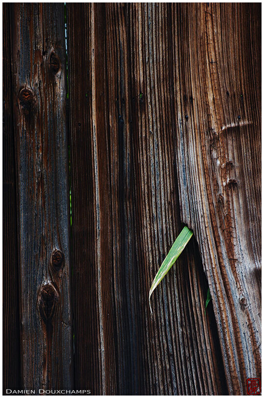 Leaf peeping through an old wood fence