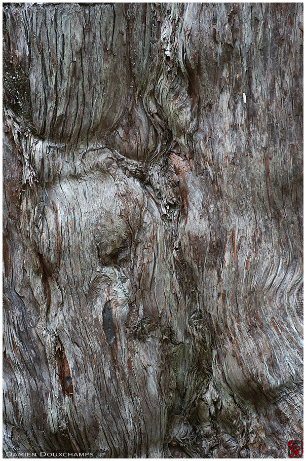 Joomon-sugi the largest and oldest sugi tree in Japan