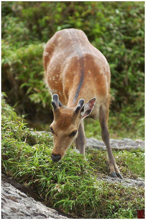 Yaku-shika, the local deer spiece