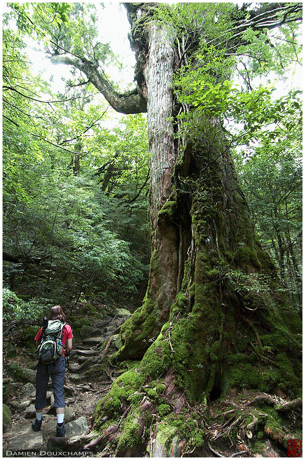 Giant cedar in Monoke hime forest