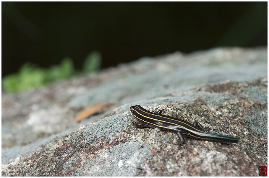 Yellow striped lizard