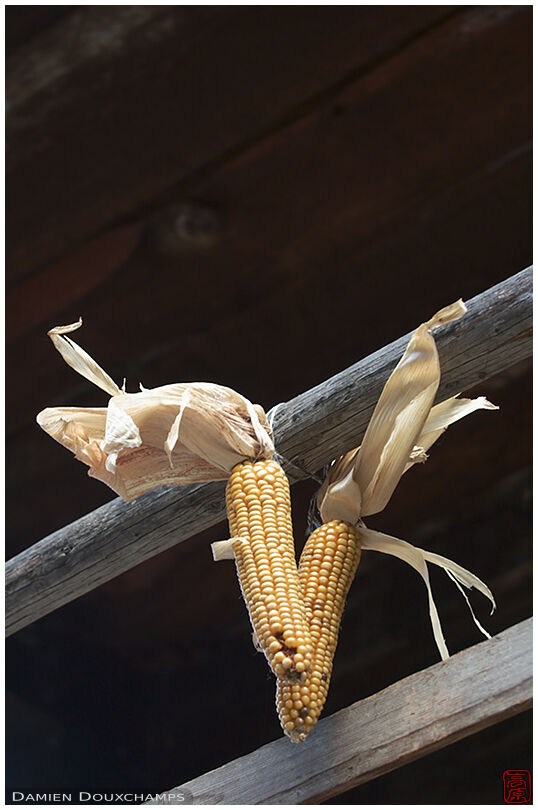 Drying corn