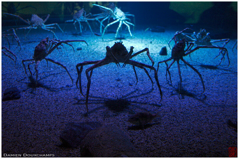 Deep sea crabs