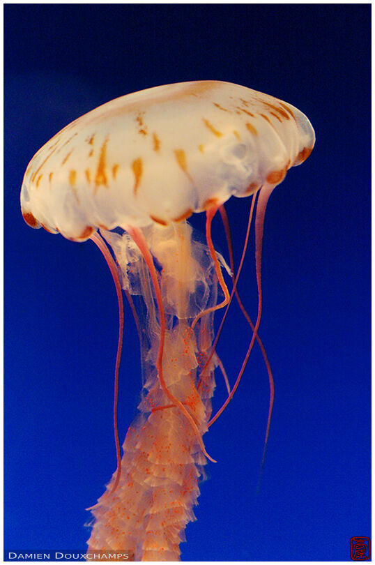 Jellyfish in the Osaka Aquarium
