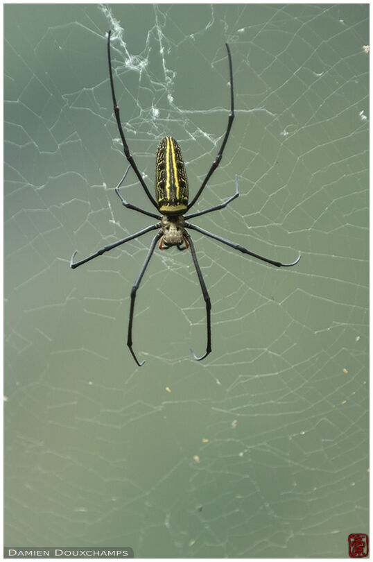 A kind of giant wood spider or nephila maculata