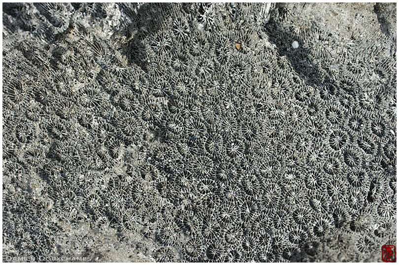 Fossilized coral reef