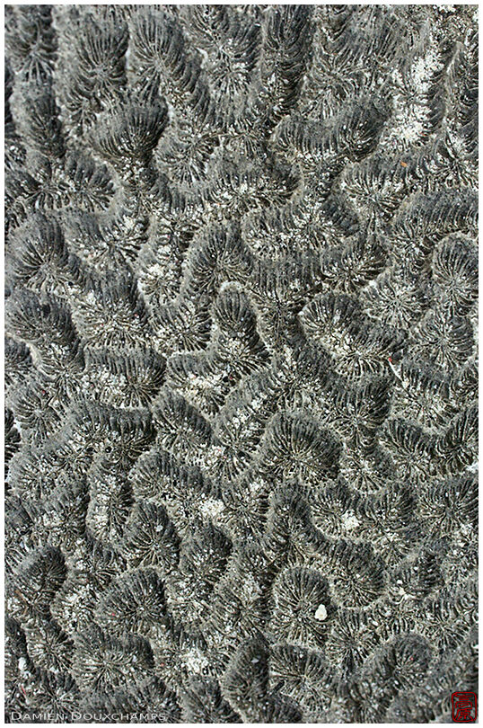 A closeup on a fossilized coral reef