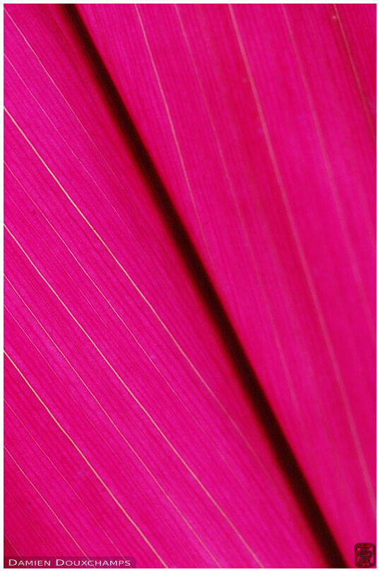 Pink leaf on the NTU campus