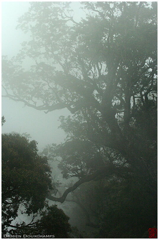 Gloomy trees near 121E-23N
