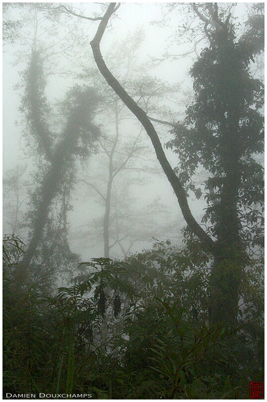 More gloomy trees in the jungle