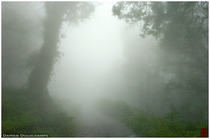 Misty road in the jungle