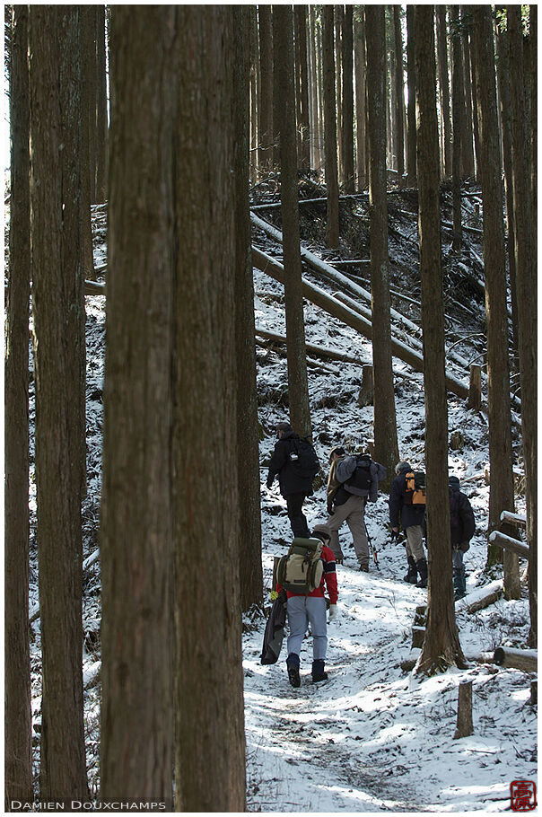 Hiking in a sugi forest