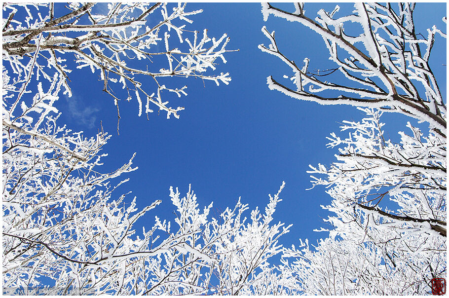 Ice laden trees on top of Miuneyama