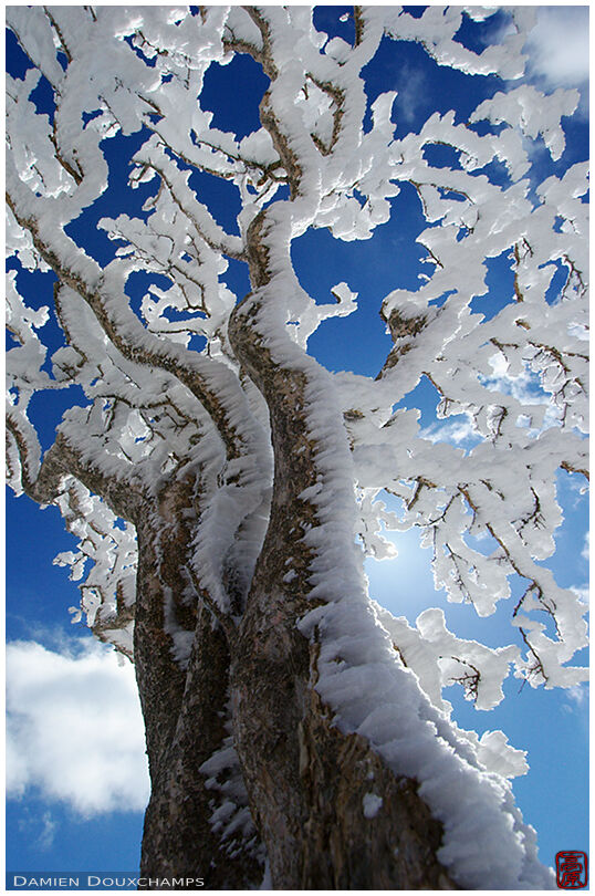 Ice laden tree, upside down shot