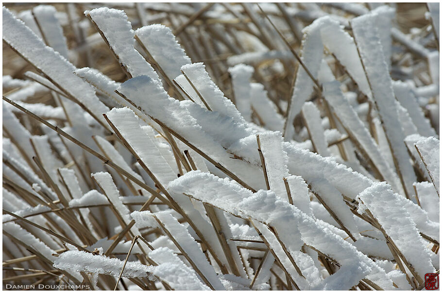 Snow laden twigs