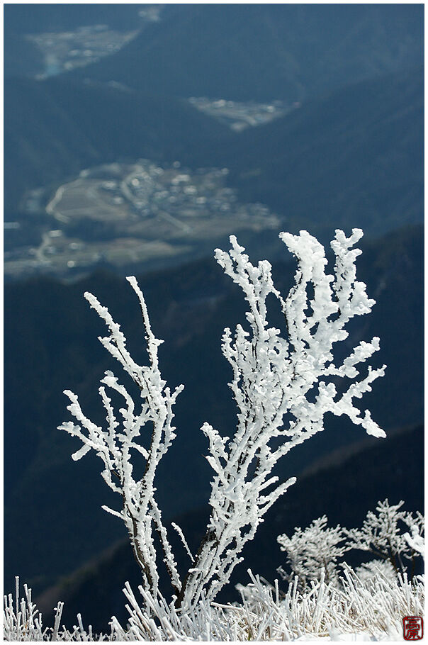 Snow covered little tree