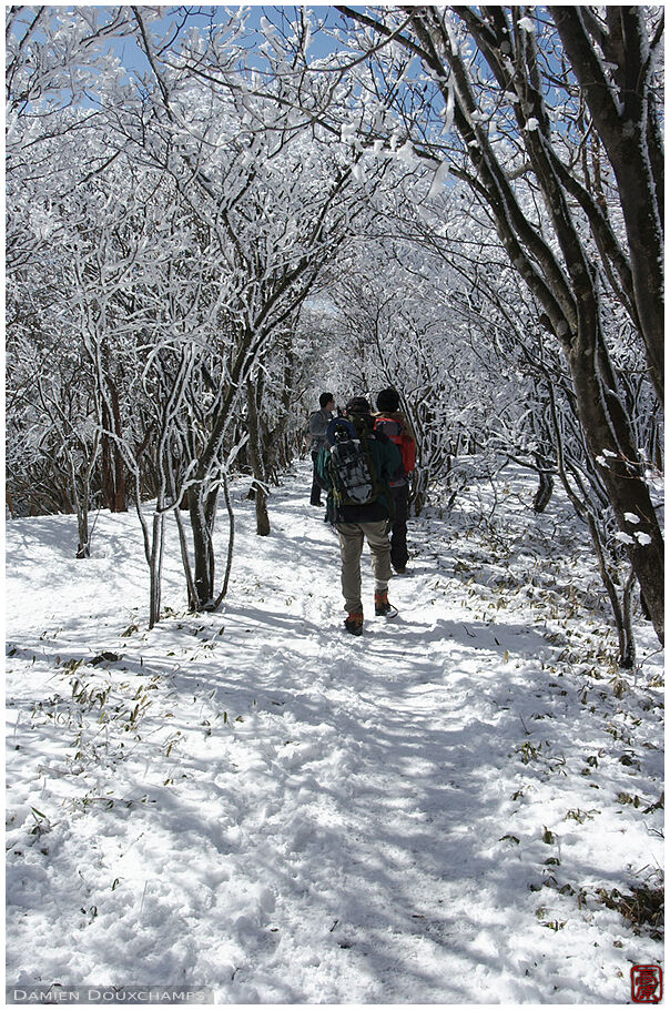 Hikers in snow-covered forest