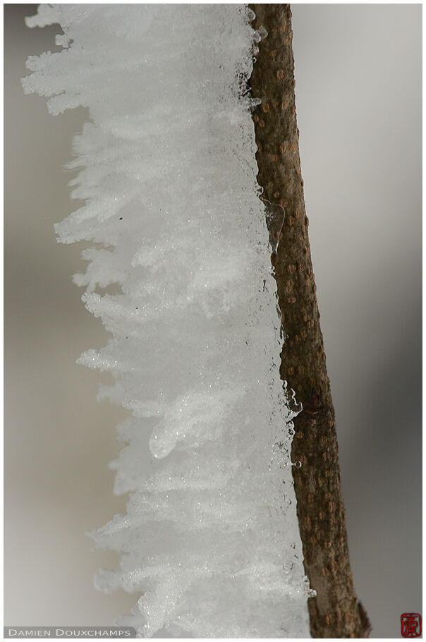 Snow attached to a twig