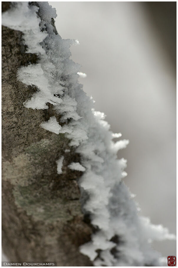 Snow attached to a tree trunk