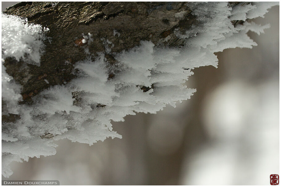 Snow attached to a tree trunk