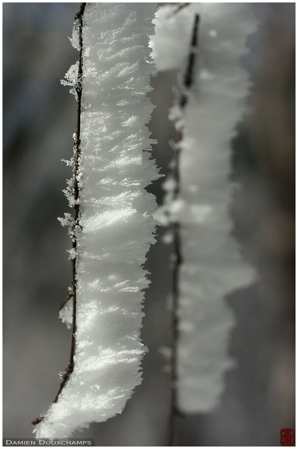 Snow attached to twigs