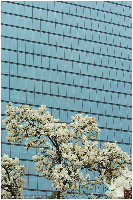 White magnolia with modern building background