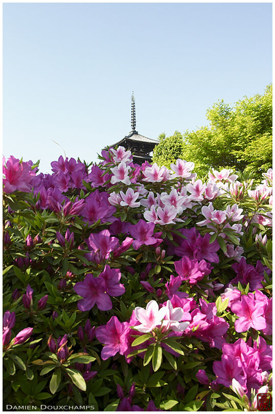 Horyuji pagoda with flowers