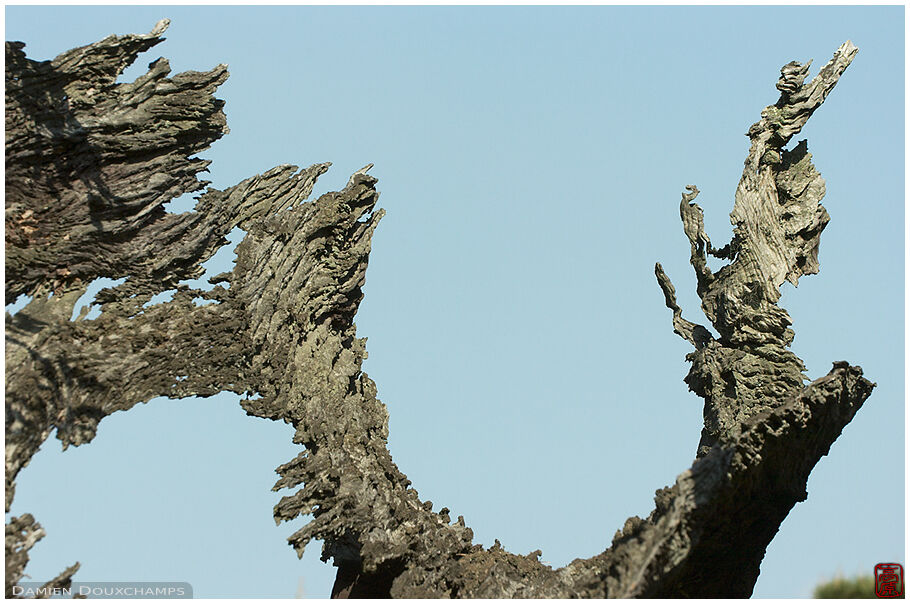 The bark of an secular tree